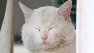野良猫出品 野良猫お顔 250613 - YouTube