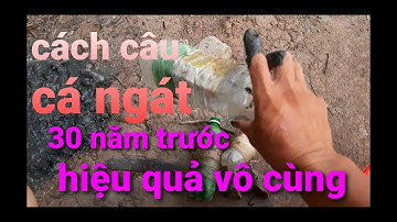 CHIA SẼ CÁCH CÂU CÁ NGÁT ĐƠN GIẢN NHẤT CỦA 30 NĂM TRƯỚC ĐẾN NAY VẪN CÒN HIỆU QUẢ |thanhkiet tv