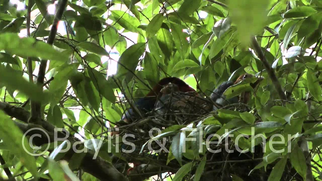 Sri Lankan Blue Magpie, Sri Lanka. 20110220_153225.mp4 