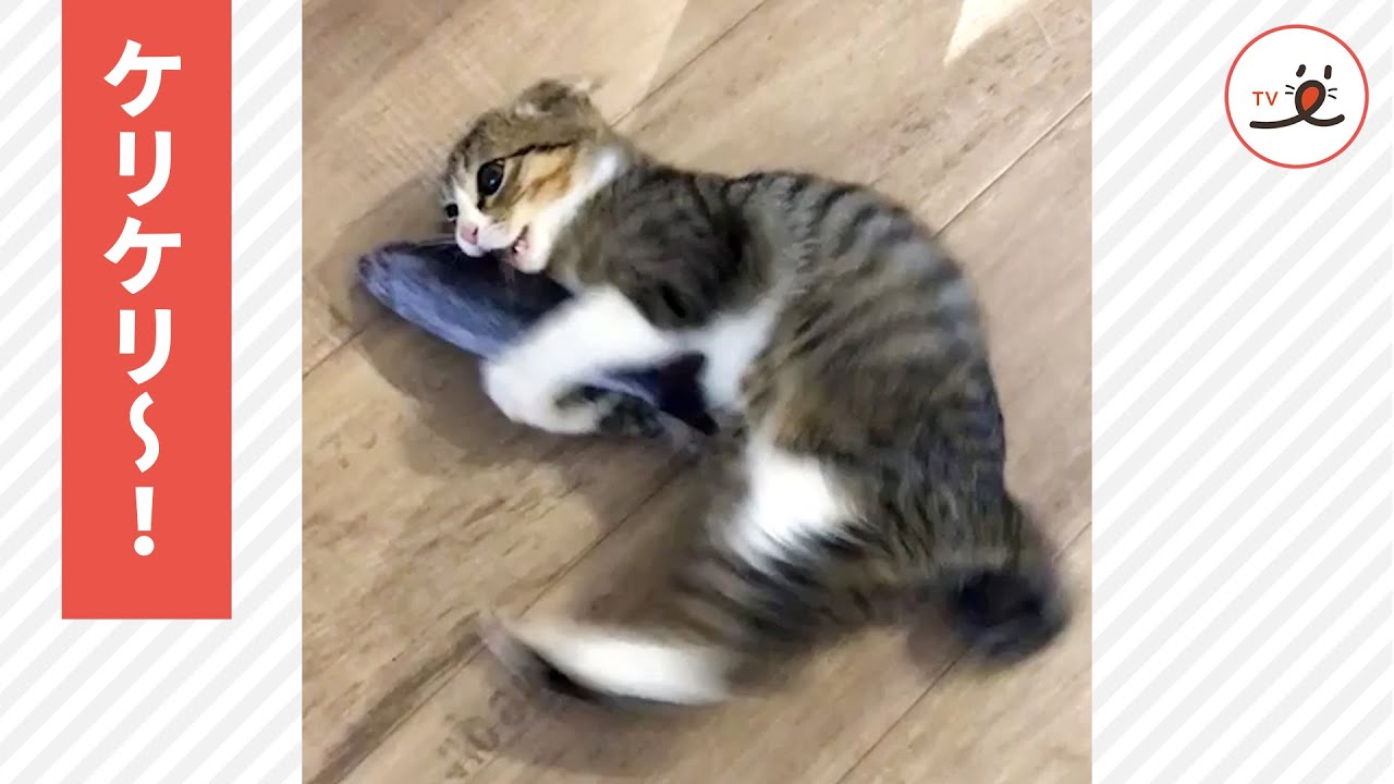 ケリケリが下手すぎる子猫さん お魚さんを勢いよく蹴飛ばしちゃって Peco Tv Youtube