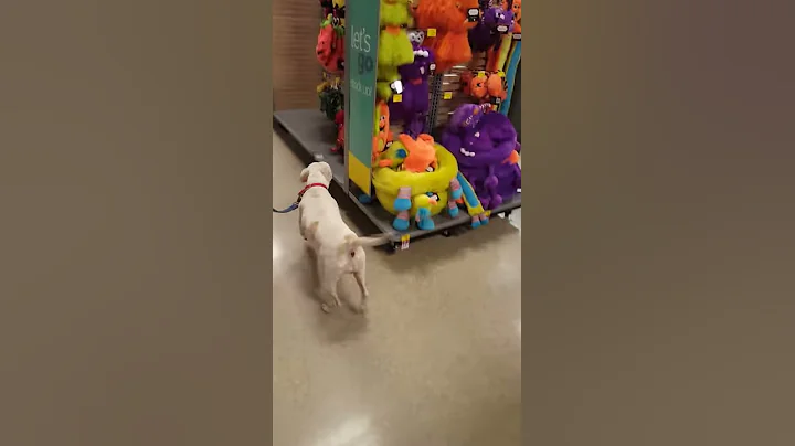 Mamma dog @ petsmart