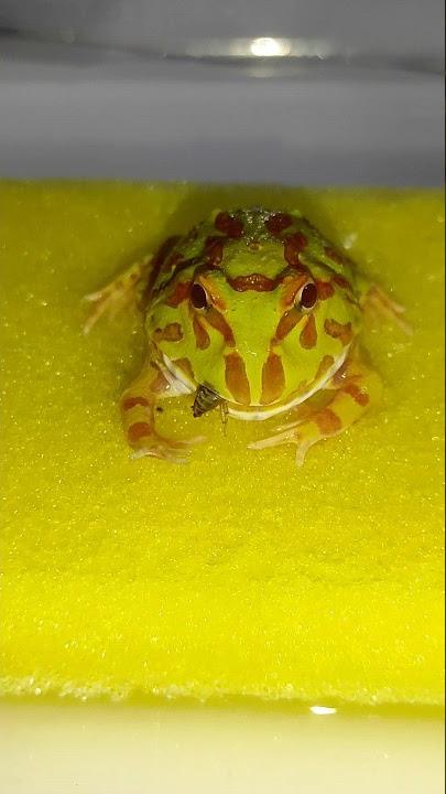 baby pacman eat dubia roach #pacman #frog #frogs #pacmanfrogfeeding