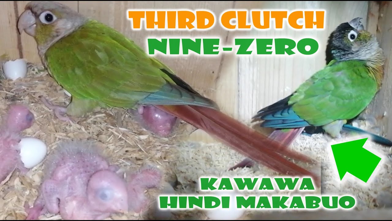 How To Breed Green Cheek Conures Lisbdnet Com