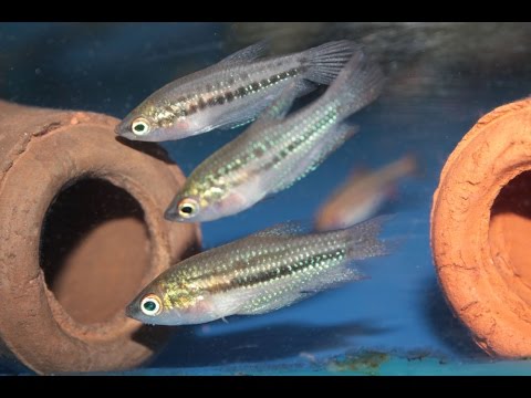 КАРЛИКОВЫЙ ГУРАМИ – TRICHOPSIS PUMILUS (PYGMY GOURAMI)