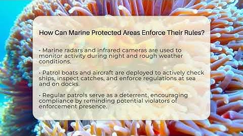 How Can Marine Protected Areas Enforce Their Rules? - The Marine Life Explorer