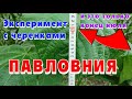 Можно ли размножать павловнию черенками. Конец эксперимента. Результат.