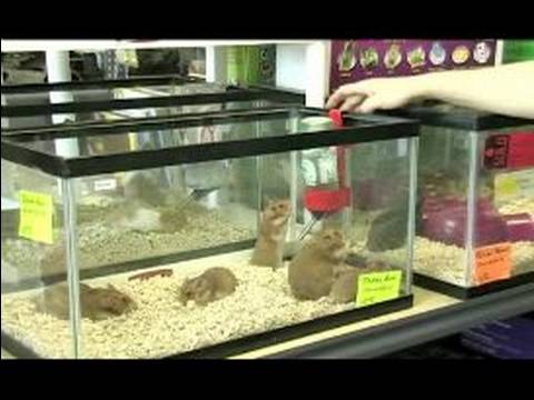 expositie loyaliteit Gezag Making a Hamster Holding Tank : Adding Accessories to a Hamster Tank -  YouTube