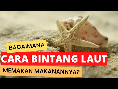 Video: Bilakah bintang laut makan?