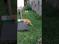 Thomas Sneaks Up On Sadie Cat Short Thomas Sneaks Up On Sadie Cat Short