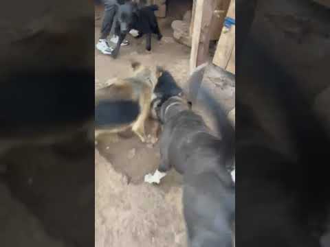 FIGHTING DOGS