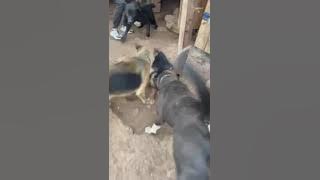 FIGHTING DOGS