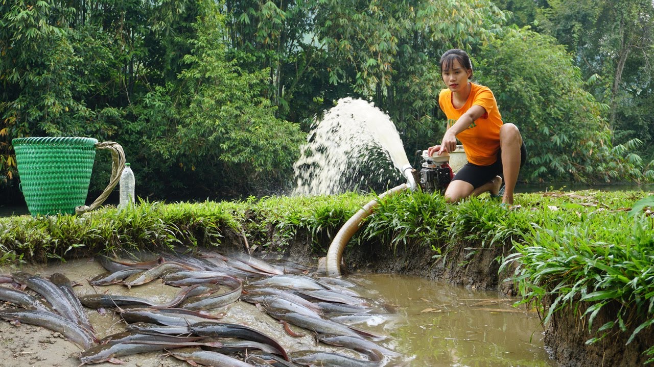 Harvesting catfish with Pump - Hunting Wild Catch fish go to the ...