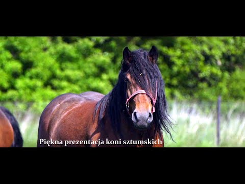 Wideo: Holenderska Rasa Koni Pociągowych Hipoalergiczna, Zdrowotna I Długowieczna