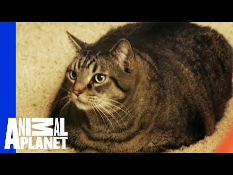 beau-nugget-the-cat-starts-his-difficult-weight-loss-journey-|-my-big-fat-pet-makeover
