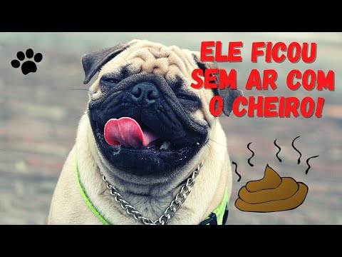 MELHORES DUBLAGENS DE