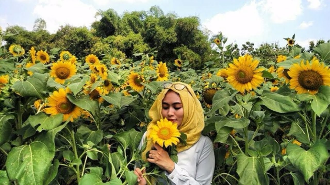 Tempat SELFIE ngeHITS Wisata Yogyakarta  Taman Bunga  