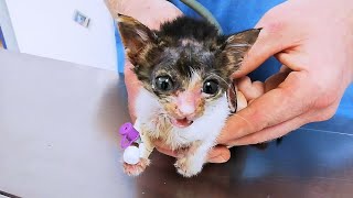 Kitten Pisscun Is Going To The Vet