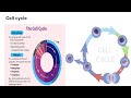 ICSE X  Basic Biology | Cell Cycle brief information | Cell Division