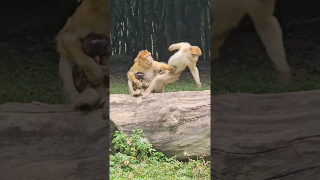  Cartoon Story Moral Story Hindi Kahani Bedtime Mann K Voice - Hindi Status Tube