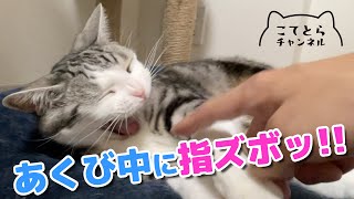 あくび中の猫の口に指を入れようとしたら… by こてとら兄弟 203 views 2 years ago 4 minutes, 34 seconds