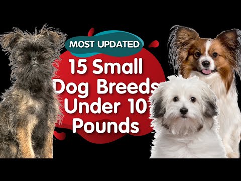 Videó: 10 Canuck Eh-ssentials a kanadai kutyák számára