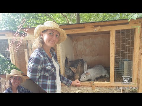 Wideo: Jak zbudować hodowlę psów z dala od ziemi