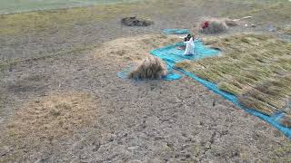 Puran Shakrail #droneview #manikganj