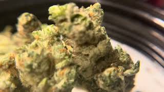 Good day farms, Missouri Romulan flower