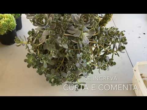 Vídeo: O que é Orostachys Dunce Cap: Aprenda sobre os cuidados com as plantas do Dunce Cap em jardins
