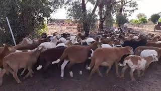 Commercial lambs weaning 2019 Spring