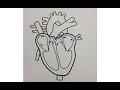 Anatomie du coeur humaine