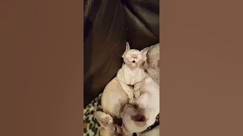 Watch the video about Kitten sleeping with mouth open