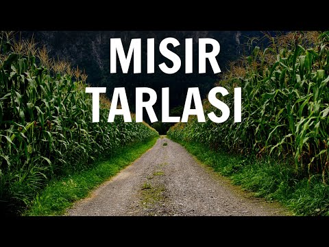 Mısır Tarlasında Gördüğüm Cin Yüzünden Yaşadığım Olaylar | Cin Hikayeleri | Korku Hikayeleri