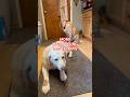 #labrador #dogshorts #pets #lovemypet #funnydogs #dog #labradorretriever