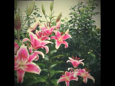 Video: Lily pink - die Königin des Gartens