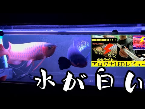 3/18まで！マジックアロワナLED90 ゴールド 2本セット（アロワナライト) denraiasia_uv100-a-90ex