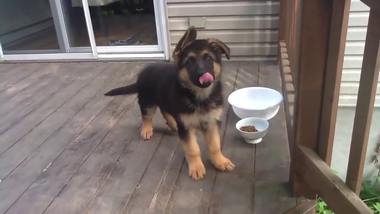 German Shepherd 2 month old - YouTube