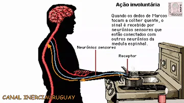 O que é uma ação voluntária é uma ação involuntária?