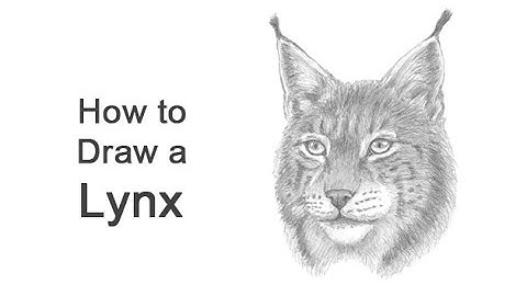 How to Draw a Lynx (Head Detail)