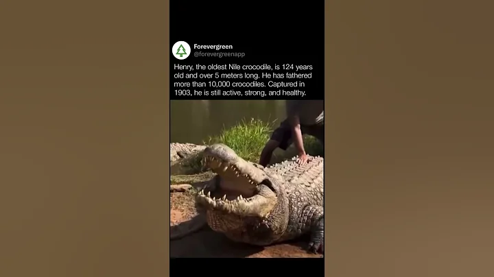 Henry: The Oldest Nile Crocodile
