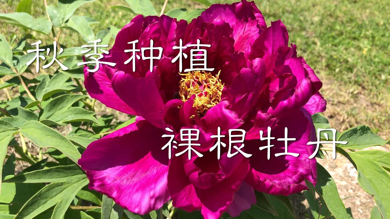 彬彬有院 花 332如何种植裸根牡丹 裸根牡丹的防寒过冬 裸根牡丹的浇水施肥 裸根牡丹的养护 Youtube