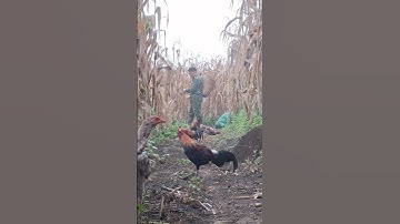 Hlau youtube đưa gà rừng đi bể 🌽🌽🌽.mus ntaig pob kws coj qaib qus mus lom zem heev