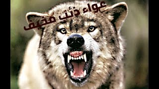 صوت ذئب مخيف 🐺🐺للمونتاج📷📷