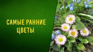 Самые ранние цветы