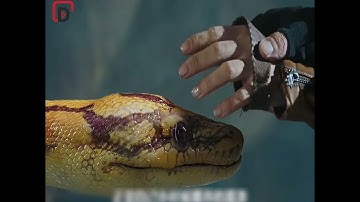 Chàng trai được cứu mạng bởi con rắn khổng lồ, không ngờ nó là con rắn anh đã nuôi lúc nhỏ