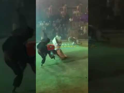 🔴 STORY WA BANTENGAN NUSWANTORO LIVE SENDRATARI ARJUNA WIWAHA SISIR BATU