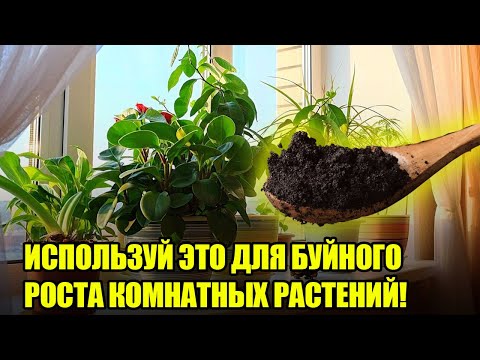 Видео: Кофе на растениях - Как поливать растения кофе