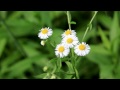 Garden in the nature Part 3 1080p