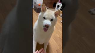 お手しながらキレる柴犬?? 柴犬 白柴 dog