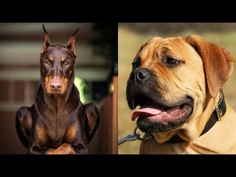 Video: Las 10 Mejores Razas De Perros Grandes